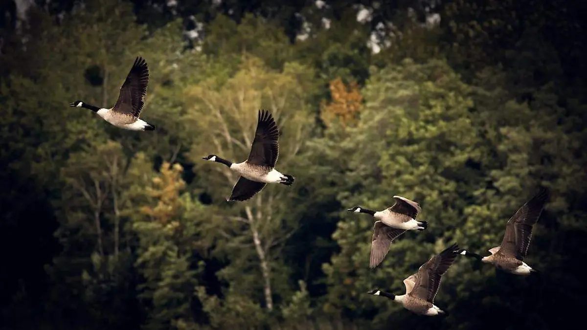 aves gansos